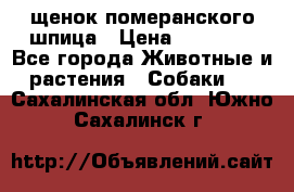 щенок померанского шпица › Цена ­ 45 000 - Все города Животные и растения » Собаки   . Сахалинская обл.,Южно-Сахалинск г.